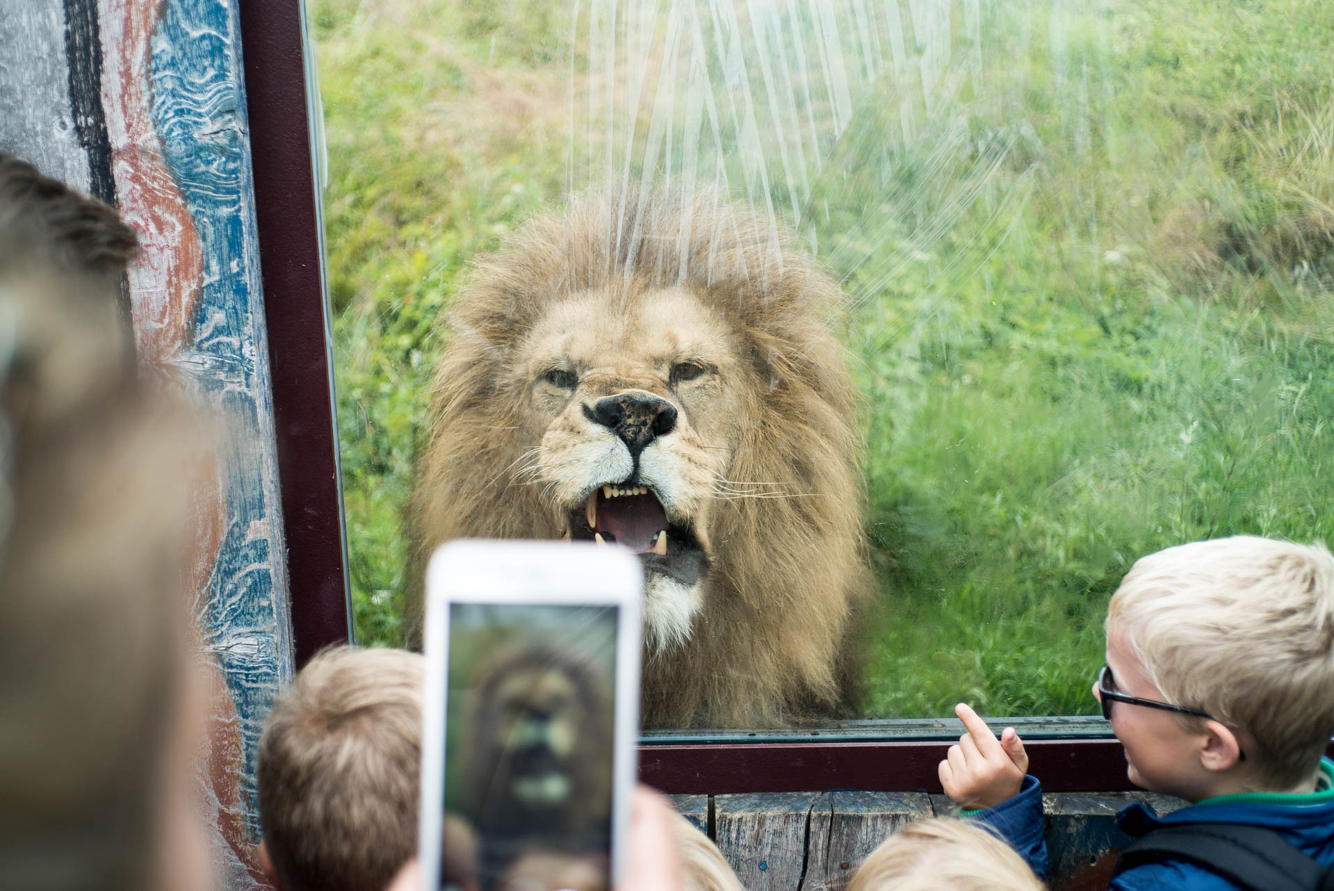 Angry Lion from Kristiansand Zoo - Photo: Stephan Wetaas